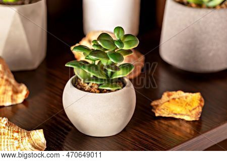 A Small Green Succulent Flower In A Pot On A Wooden Shelf With Other Objects. The Concept Of Cozines