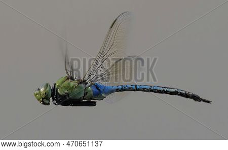Common Green Darner In Flight. Ed Levin County Park, Santa Clara County, California, Usa.
