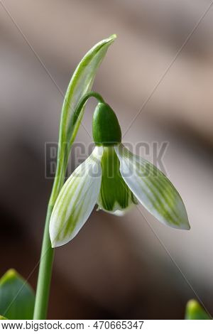 Greater Snowdrop (galanthus Elwesii) Flower
