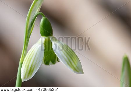 Close Up Of A Rosemary Burnham Greater Snowdrop (galanthus Elwesii) Flower In Bloom
