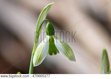 Greater Snowdrop (galanthus Elwesii) Flower