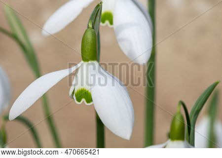 Galanthus Galatea Snowdrops