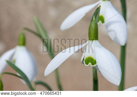 Galanthus Galatea Snowdrops