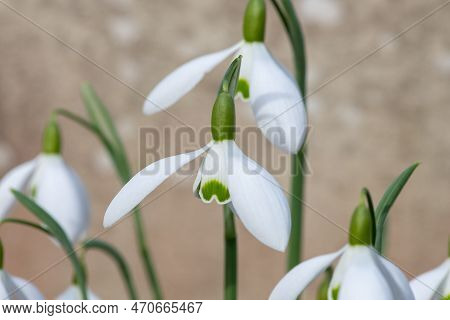 Galanthus Galatea Snowdrops