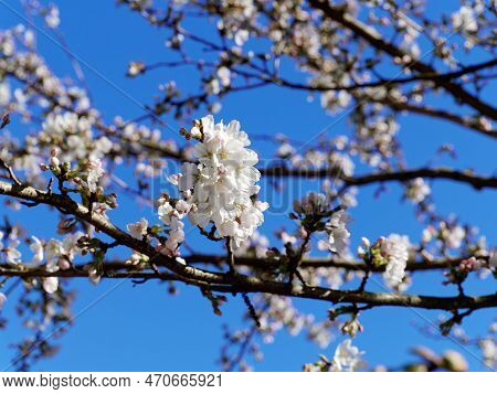 White Cherry Blossoms Against A Blue Sky.