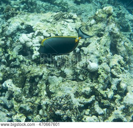 View Of Surgeon Fish, Barcheek Unicornfish, In Seychelles