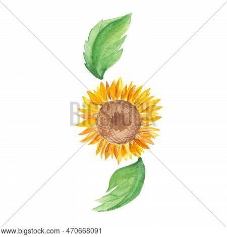 Sunflower. Watercolor Illustration Isolated On White Background. Ideal For Stickers, Cards, Farbic P