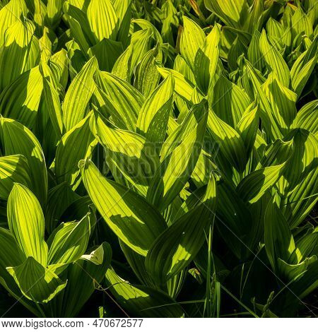 Shadows And Light Through Corn Lily Leaves In Sequoia National Park