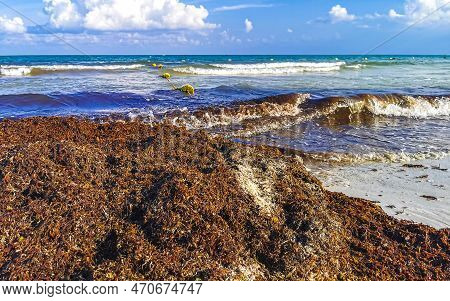 Beautiful Caribbean Beach Totally Filthy Dirty Nasty Seaweed Problem Mexico.
