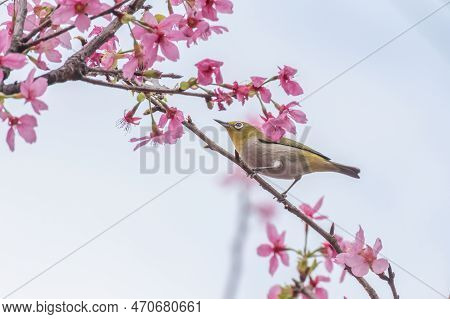 Bird Warbling White-eye And Sakura Flower In Springtime Season