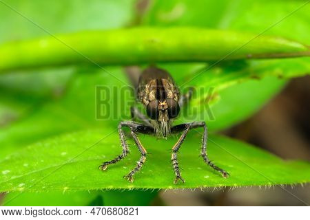 The Asilidae Are A Family Of Robber Flies, Also Called Killer Flies.