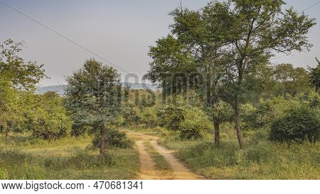 A Narrow Dirt Safari Road Winds Through The Jungle. There Is Lush Green Grass On The Roadsides, Thic