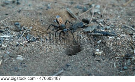 Close-up Of Pepsis Grossa, Near Its Sand Burrow. Earth Wasp Deepens Its Burrow. Hawk Wasp Tarantula