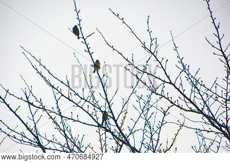 White-bellied Redstart, White Belly Redstart (hodgsonius Phaenicuroides) Beautiful Blue Bird Isolate