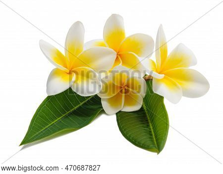 Frangipani Flowers With Leaves Isolated On White