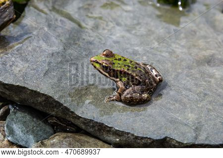 A Green Frog, Lithobates Clamitans, Rests On A Cameo Near A Pond.