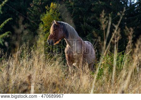 Horses Graze Near The Mountain In The Pasture In The Early Autumn. Honed Horses Graze In A Pasture I