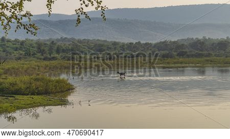 Evening Landscape In The Jungle. In A Calm Lake There Is A Deer At A Watering Hole. Ripples On The W