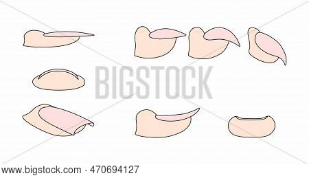 Nail Growth Forms. Beauty Salon Instruction. Lady Fingers.