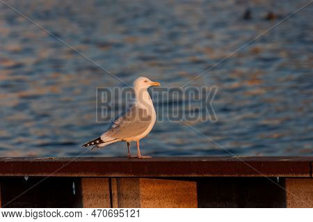 A Herring  Gull (larus Argentatus Smithsonianus) On The Shores Of Lake Michigan, Wisconsin.