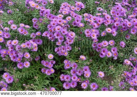 Multitudinous Purple Flowers Of Symphyotrichum Novae-angliae With Bees In October