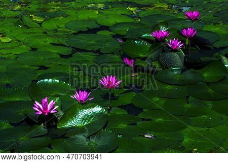 Lotus Flower Landscape Scenery Looks Very Charming