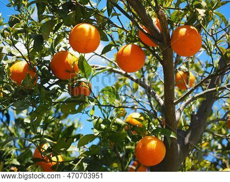 These Oranges Hanging From The Tree Look Very Nice