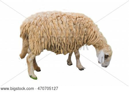 Side View Of Sheep Isolated On Background Gng