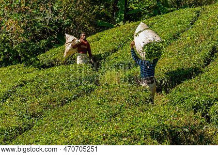 Boh Tea Centre, Cameron Highlands, Malaysia - 2023: The Tea-pickers From Boh Tea Are An Essential Pa