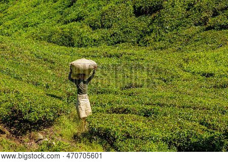 Boh Tea Centre, Cameron Highlands, Malaysia - 2023: Leaf Pluckers Of Boh Tea Have A Very Important J