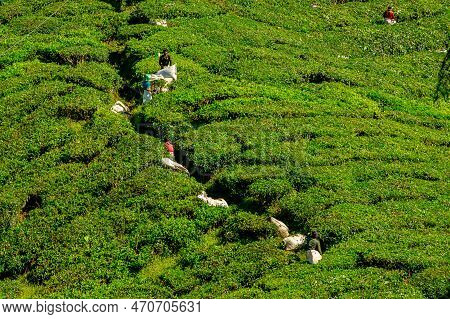Cameron Highlands, Malaysia -2023: Boh Tea Centre Tea Plantation. Visitors To Boh Can Take A Tour Of