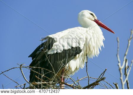 Stork Breeding In His Nest Under Blue Sky