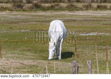 White Horse Grazing At The Meadow In The Camarque, France
