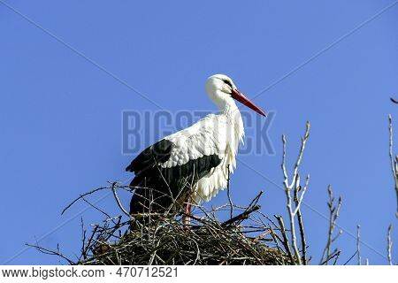 Stork Breeding In His Nest Under Blue Sky