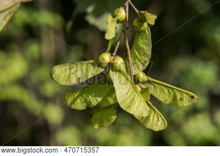 Fruits Of Sycamore, Acer Pseudoplatanus. Photo Taken In The Municipality Of Absam, Austria
