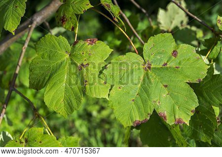 Leaves Of Sycamore, Acer Pseudoplatanus. Photo Taken In The Municipality Of Absam, Austria