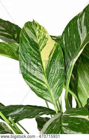 Leaf Of Tropical 'spathiphyllum Diamond Variegata' (botanic Name) Houseplant With White Spots On Whi