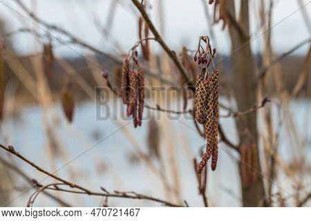 Hanging Birch Kittens On A Birch In Spring, Germany