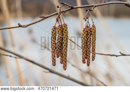 Hanging Birch Kittens On A Birch In Spring, Germany