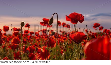 Anzac Background. Poppy Field, Remembrance, Memorial Armistice Day. Poppies Banner. Anzac Banner. Re