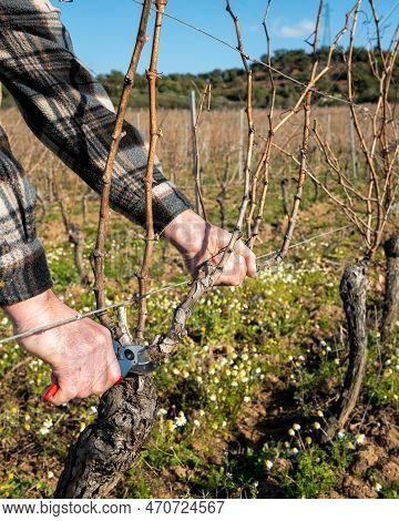 Farmer Pruning The Vine In Winter. Agriculture.