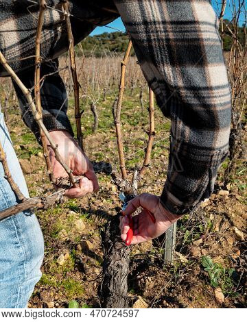 Farmer Pruning The Vine In Winter. Agriculture.