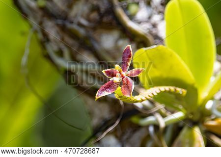 Flower Of The Orchid Species Phalaenopsis Cornu Cervi