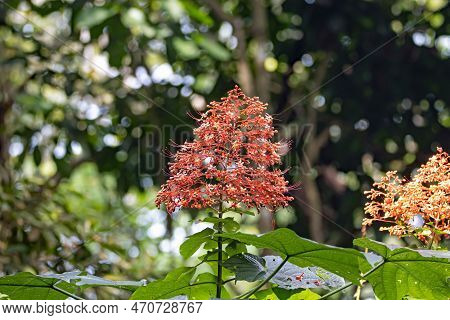 Inflorescence Of A Pagoda Flower, Clerodendrum Paniculatum