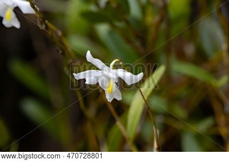 Pigeon Orchid, Dendrobium Crumenatum