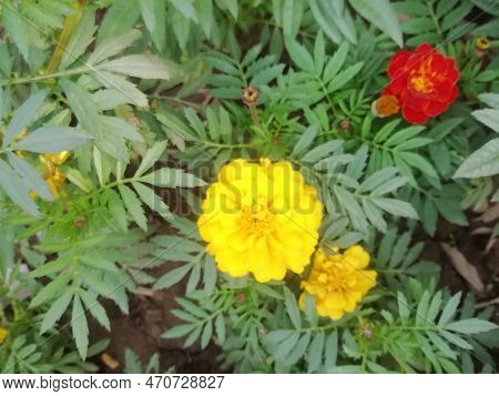Multi Color Flower At Our Home Fsd
