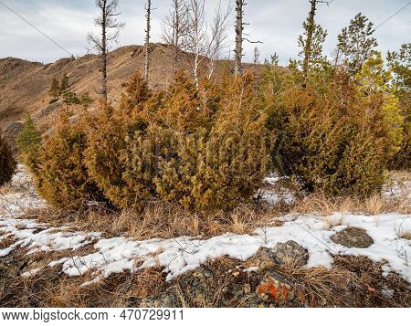 Southern Urals In Autumn, Juniper (juniperus Communis) At The Top Of The Mountain.