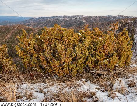 Southern Urals In Autumn, Juniper (juniperus Communis) At The Top Of The Mountain.