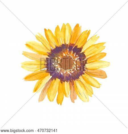 Yellow Watercolor Flower. Ursinia. Botanical Illustration Isolated On White Background. Can Be Used 