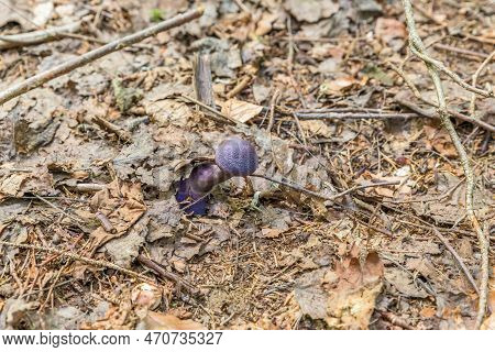 Violet Veil Mushroom (cortinarius Violaceus) In A Forest Grows From Leaves, Germany